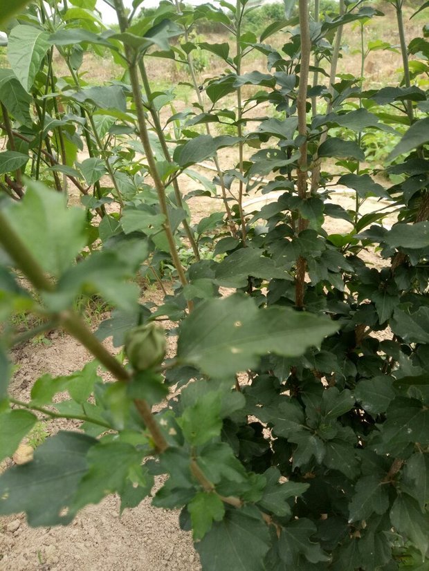 养蛋鸡的方法：科学养殖，提高产蛋率
