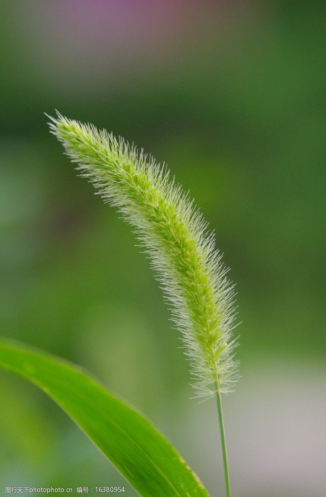 盆栽紫藤花语：寓意深厚，养护有术