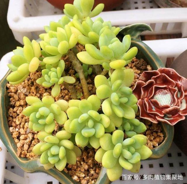 大型盆栽植物：室内空间的绿色之选
