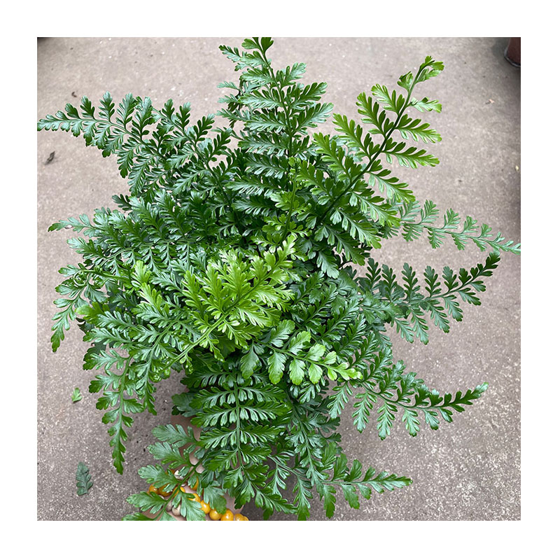 洋朱顶红养殖方法：掌握关键要点，养出美丽花卉