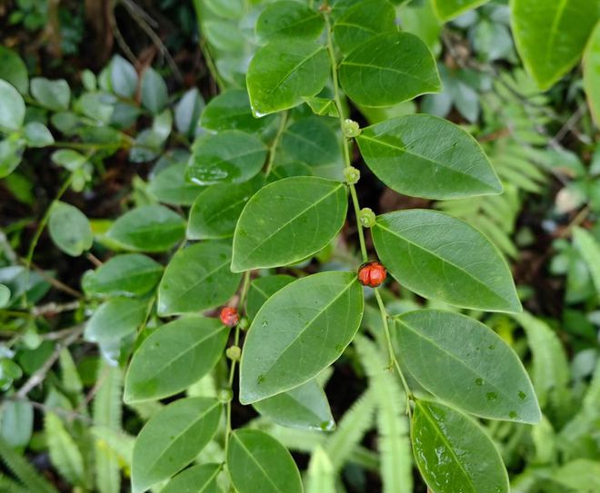 草梅的种植方法：从选种到丰收的全过程指南
