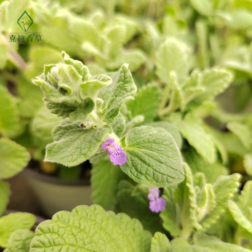 米兰的种植方法：让你的花园增添芬芳