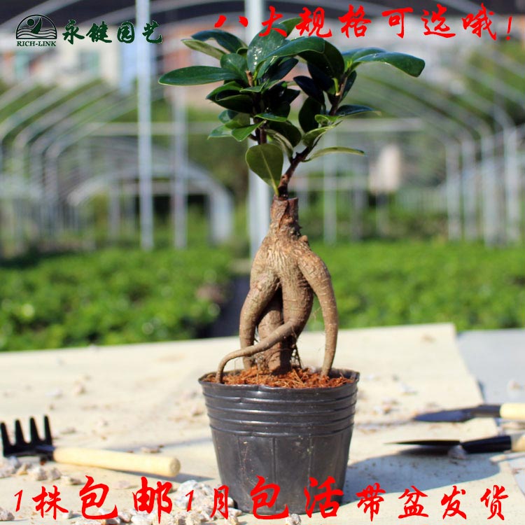 土豆的栽培方法：从种植到丰收的全方位指南