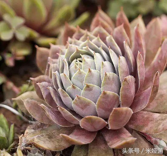 芍药的扦插繁殖视频：详解步骤与技巧