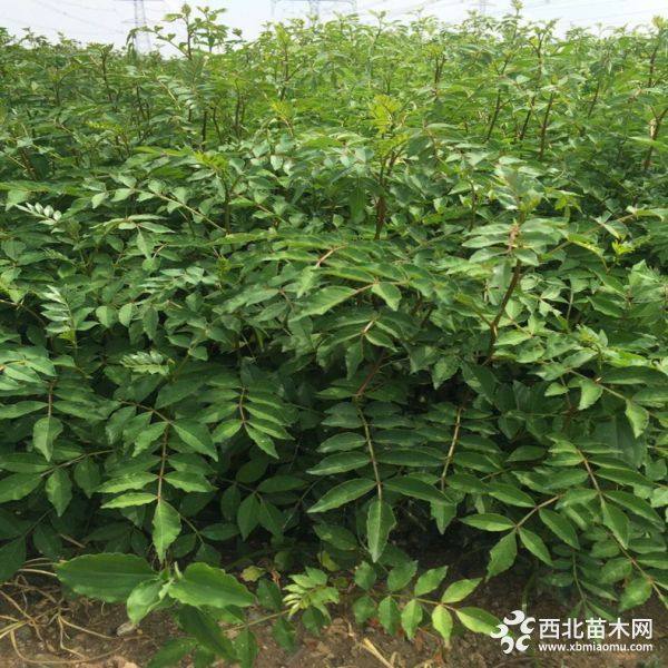 羊肚菌的种植方法