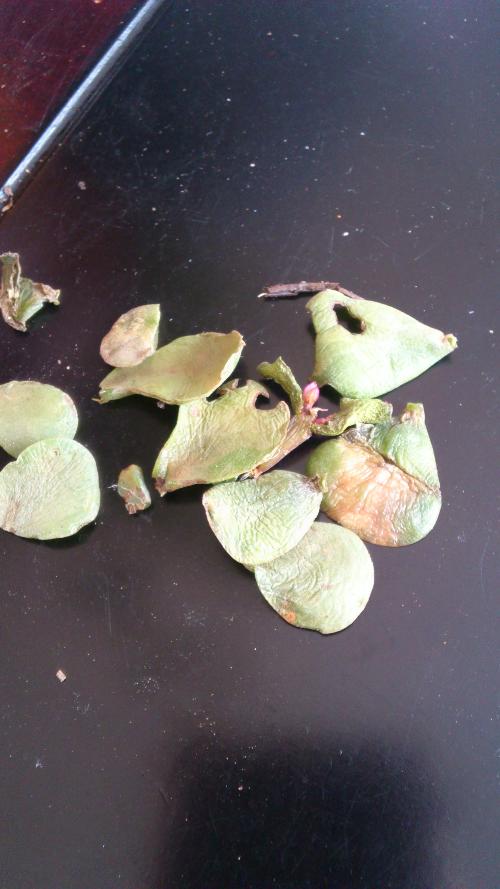 西瓜怎么种植方法视频：详解种植技巧与步骤