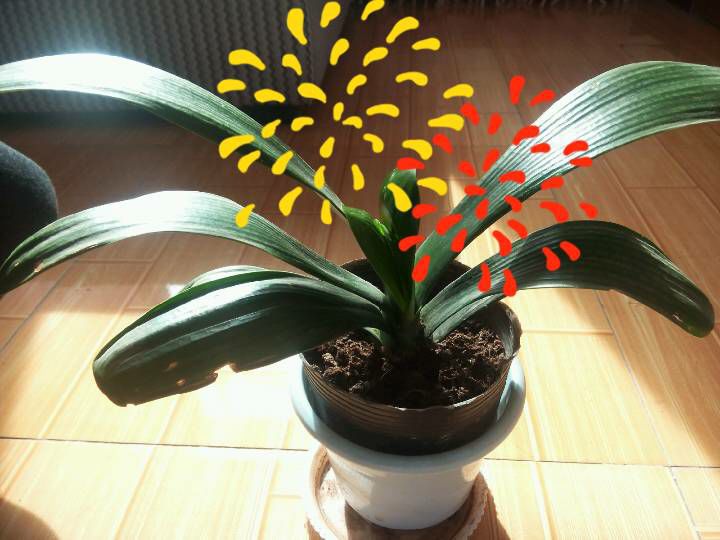 伊乐藻种子种植方法：详解种植步骤与技巧