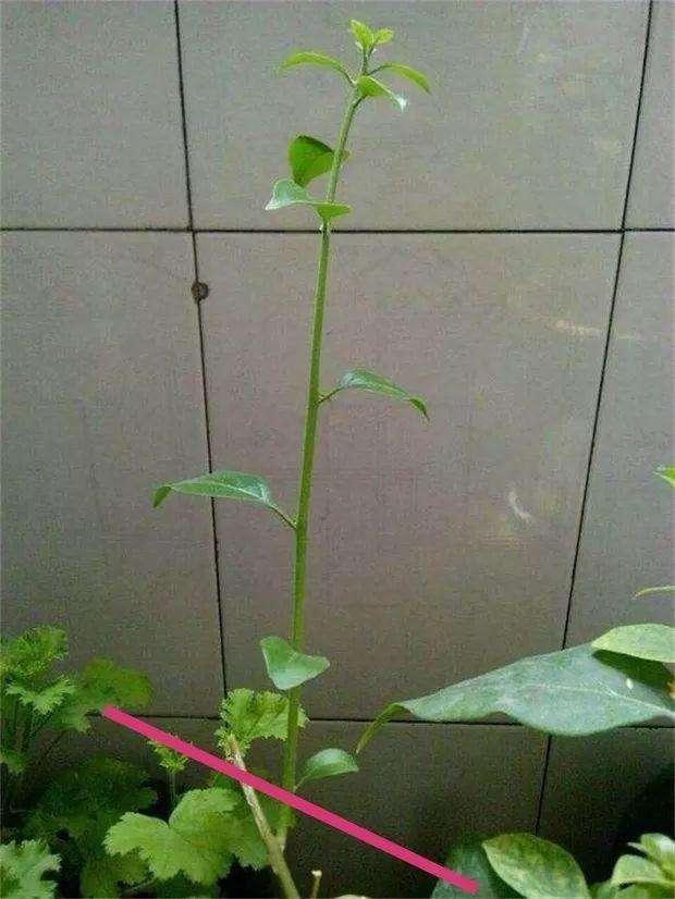 月季花的种植方法：打造私家花园的必备指南