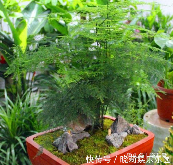 飘香滕怎么扦插？园丁专业指南