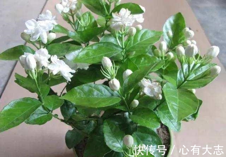 母猪配种后饲喂方法：提高繁殖效率的关键