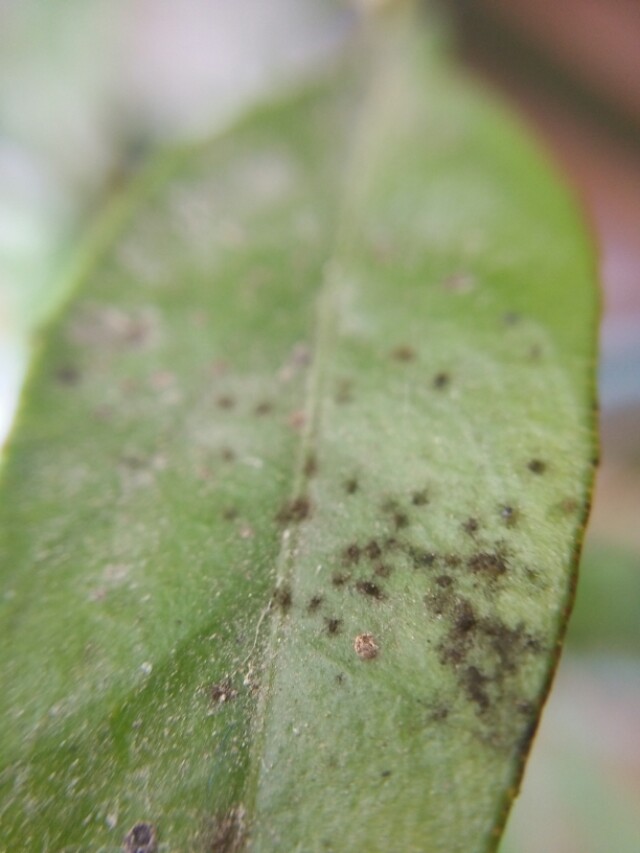 洒金叶植物如何扦插 - 植物养殖园丁指南