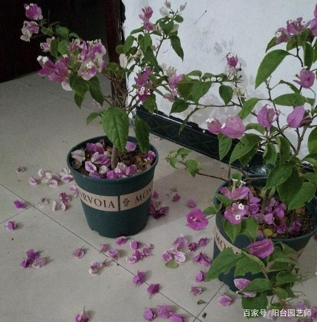 烂树根最好的处理方法