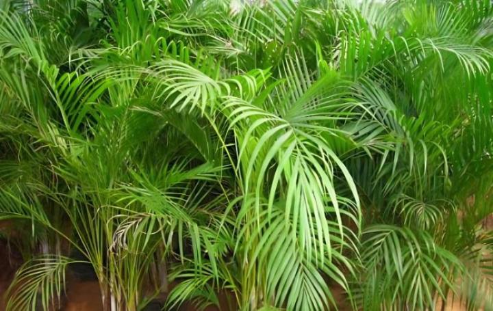 富贵竹大批种植方法：高效养殖指南