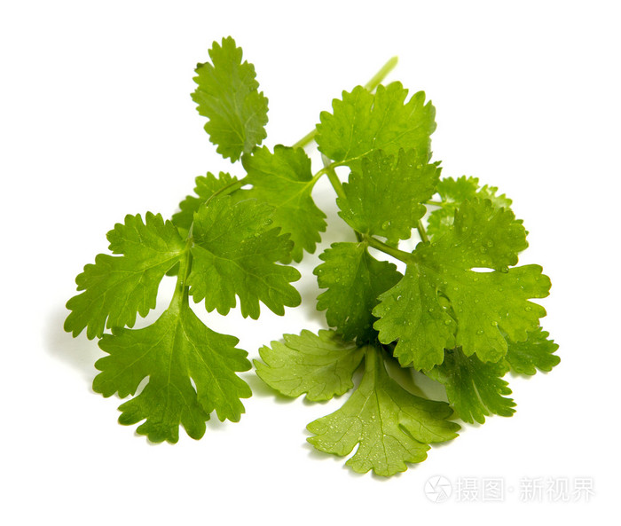 治疗猪口蹄疫的土方法：传统智慧在现代养殖中的应用