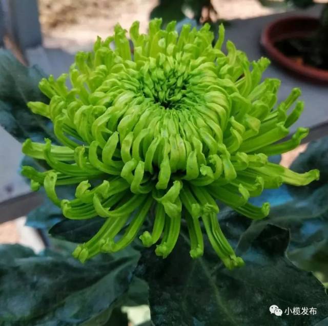 土豆的繁殖方法：高效种植技巧详解