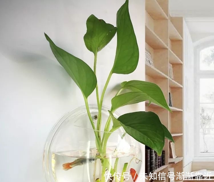 发财树的栽培方法