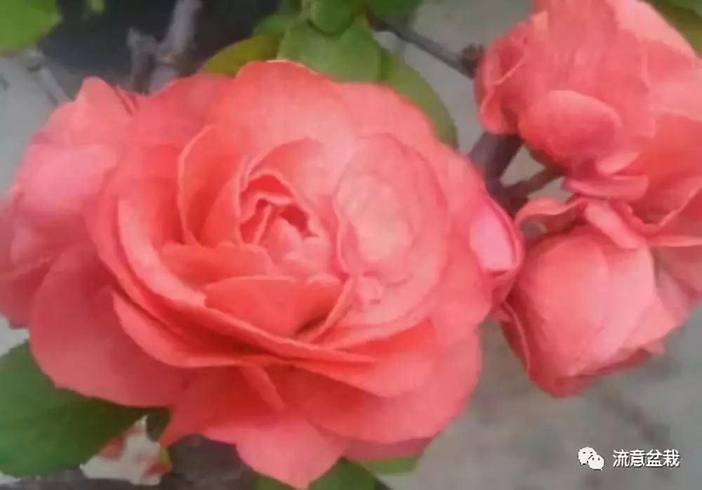 绿萝繁殖方法视频：教你轻松培育繁茂绿植