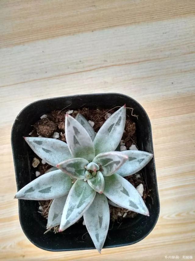 百香果的养殖方法和注意事项