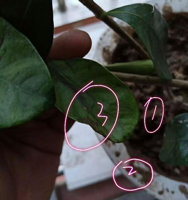 昙花养殖方法和注意事项