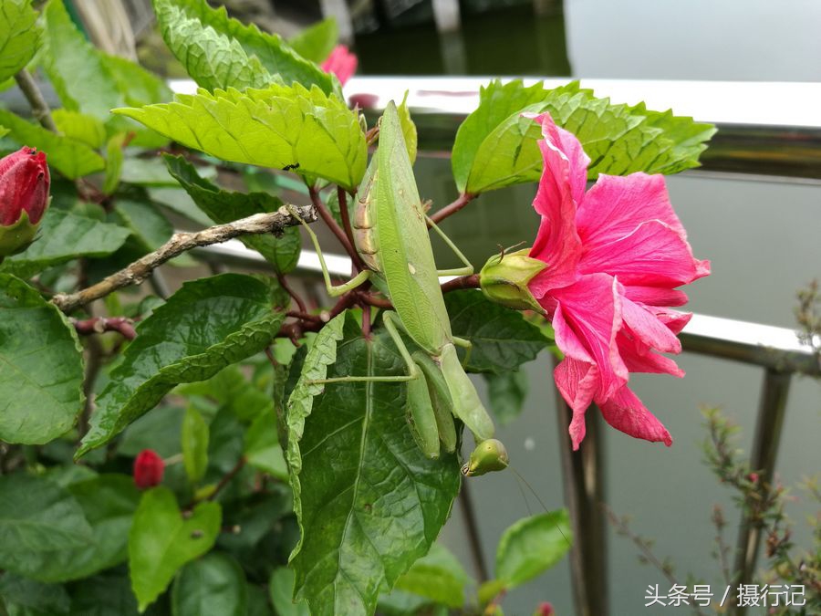 植物播种的方法：掌握技巧，养出繁茂绿植