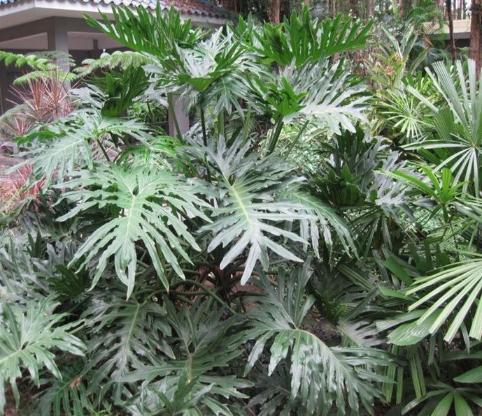 洛神花种植方法：培育美丽与健康的秘诀