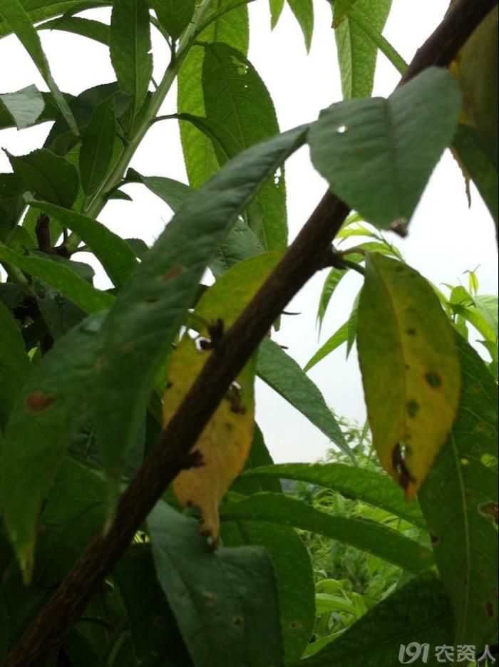 夏天蜂箱降温方法：确保蜜蜂安全的秘诀