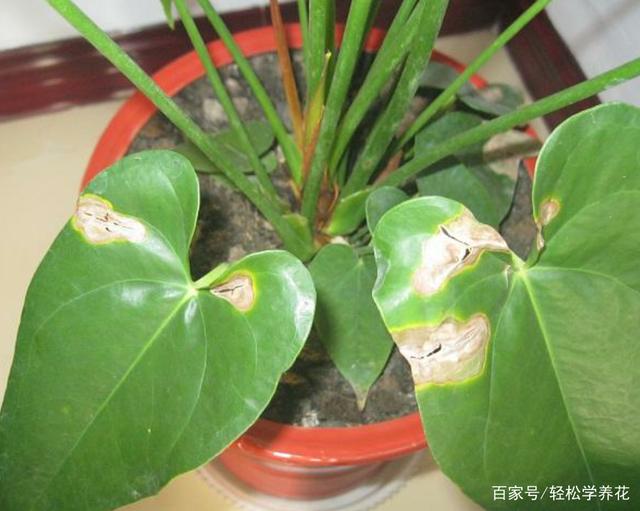 育鸡苗的方法：科学养殖，提高成活率
