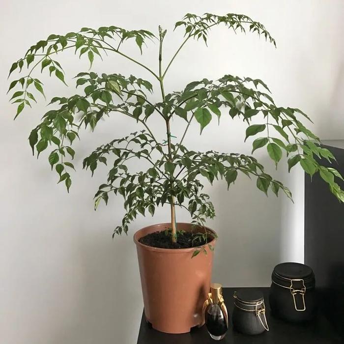 治疗鸭抽搐的土方法：传统智慧在现代养殖中的应用