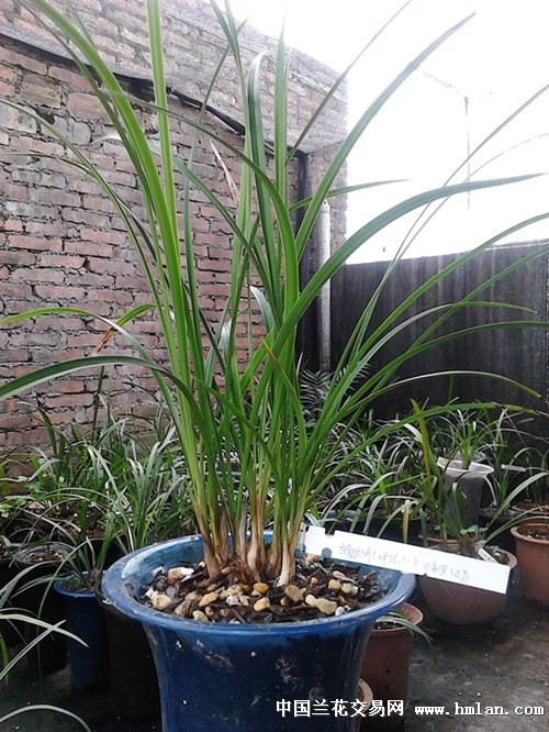 仙人球浇水方法：掌握正确技巧，让仙人球茁壮成长