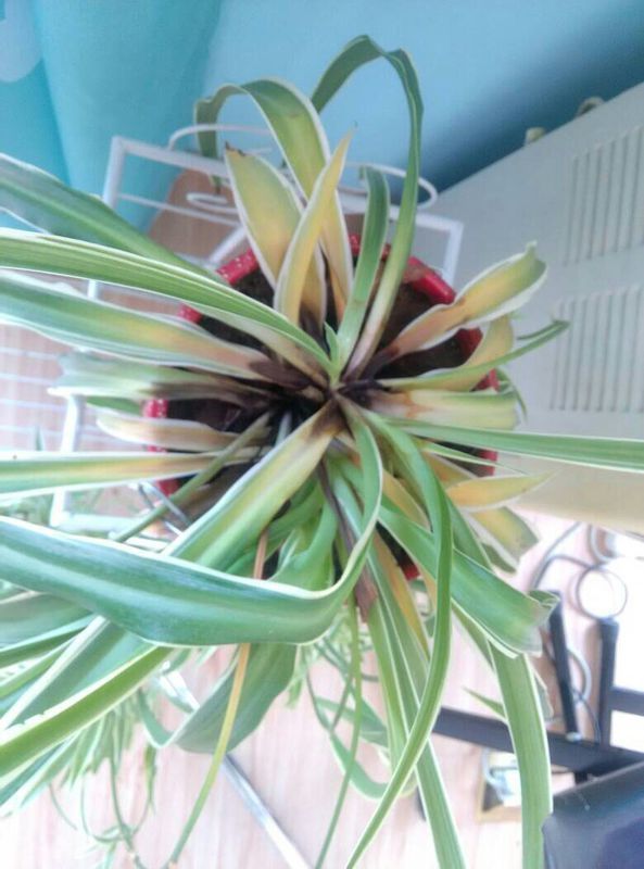 ### 兰花养护方法：专业指南助您养出优雅之花
