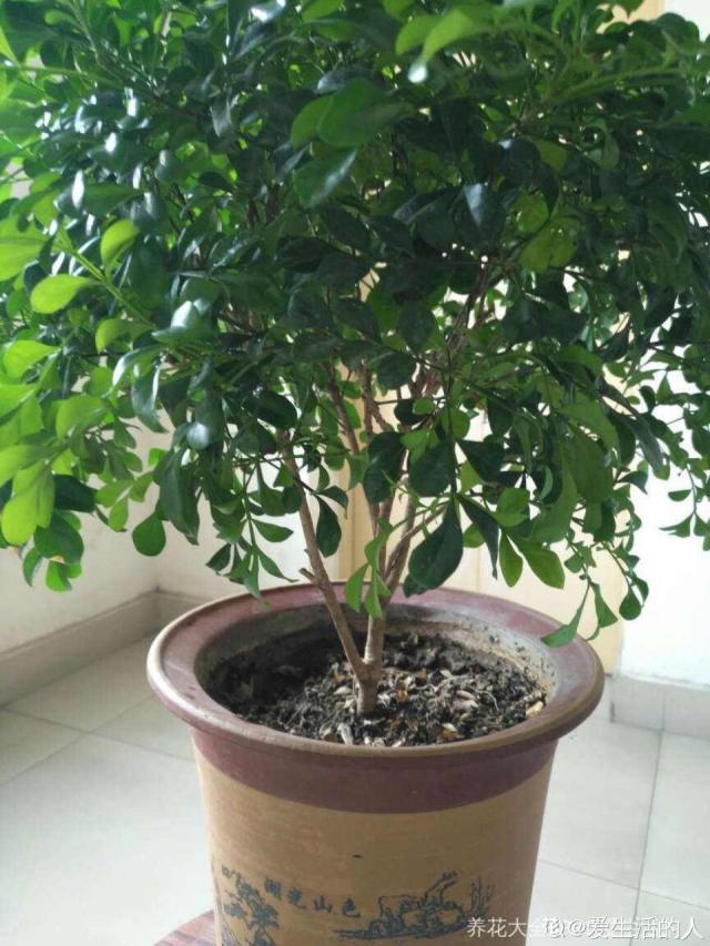毛竹的种植方法