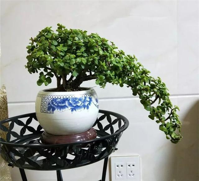 盆栽植物种植方法：打造绿色空间的简易指南
