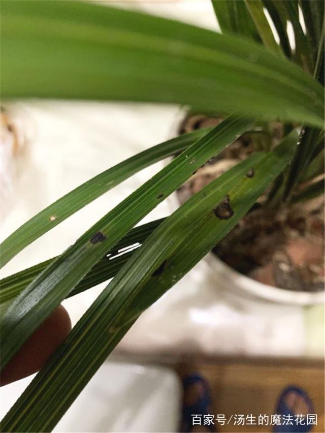 盆栽兔子花图片：打造家居温馨的秘诀