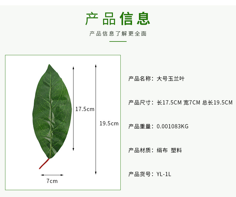 牡丹吊兰扦插：掌握技巧，轻松繁殖美丽绿植