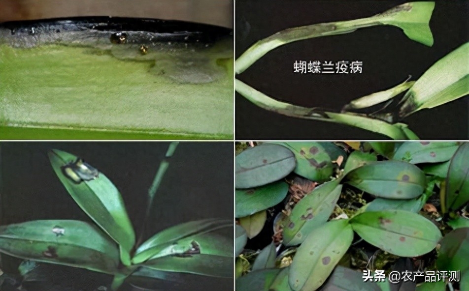 盆栽荷花多久能开花 - 盆栽养护指南
