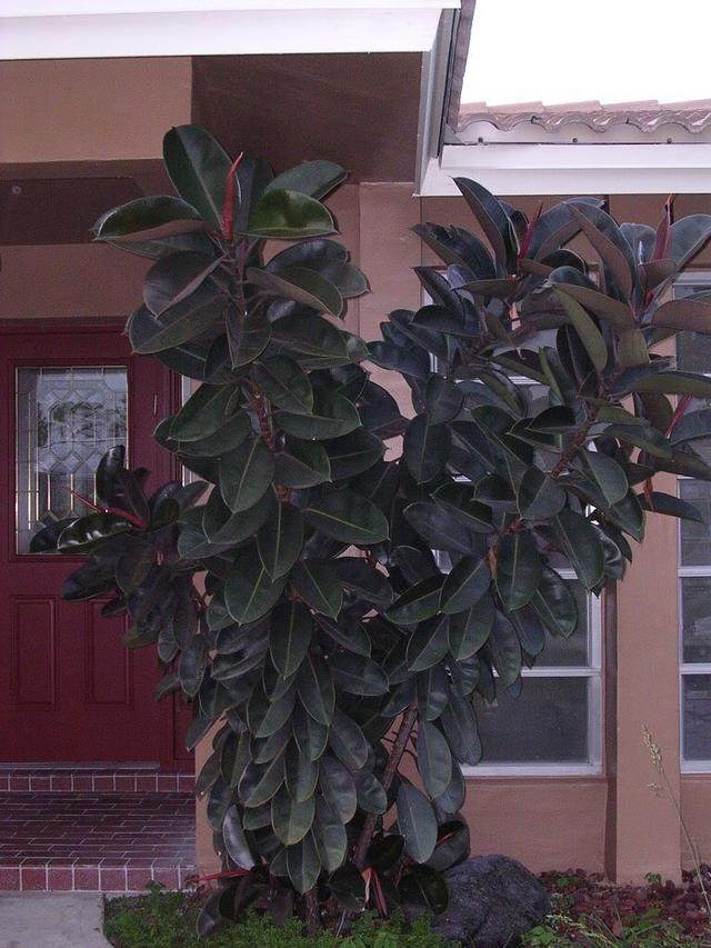 盆栽品种贵：养护高价值绿植的指南