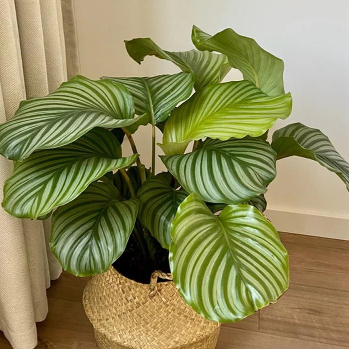 柿子籽可以种出盆栽吗？揭秘种植柿子盆栽的技巧