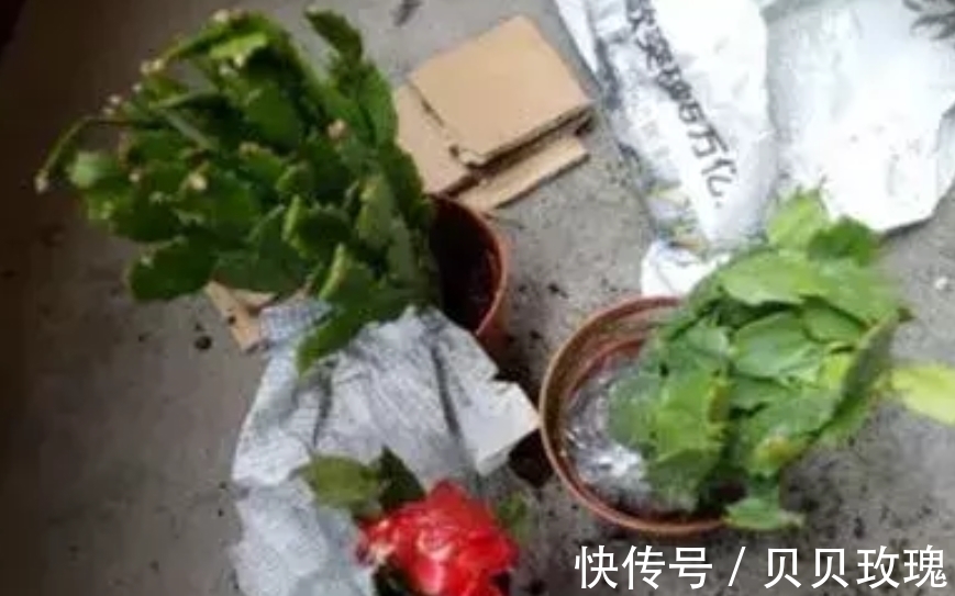 盆栽碰碰香：养护技巧与香气生活