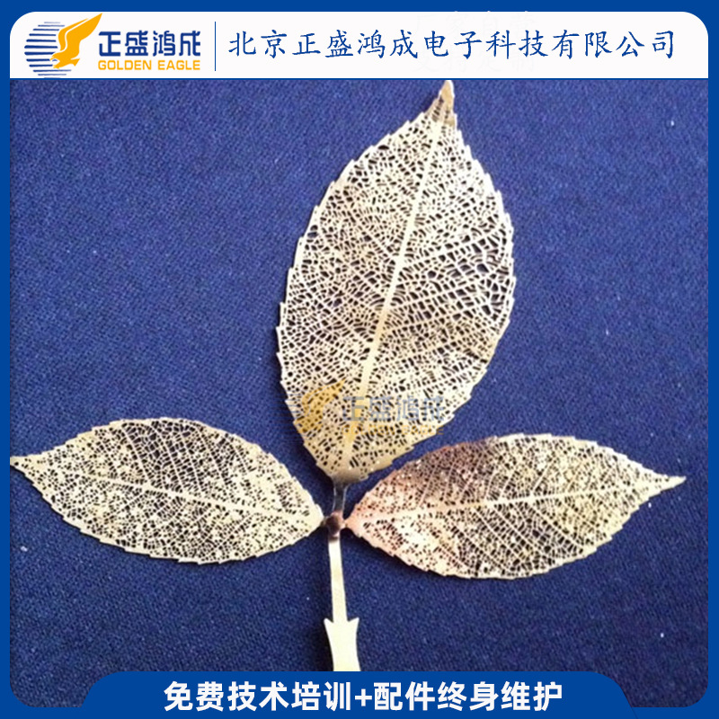 标题：橘子盆栽制作——轻松打造家中绿意盎然的小角落