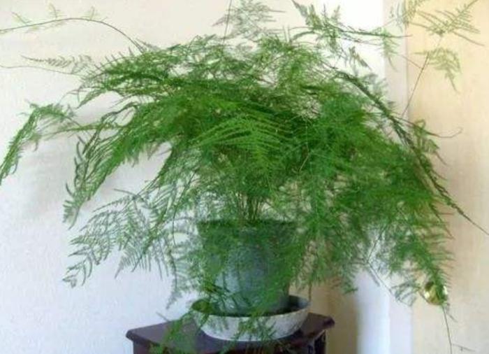 ### 金银花盆栽种植方法 ### 金银花盆栽种植方法