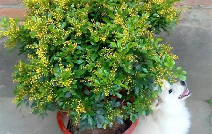 火龙果种植盆栽方法：家庭种植新选择