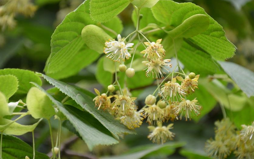 盆栽桃花核：打造春日里的迷你花园