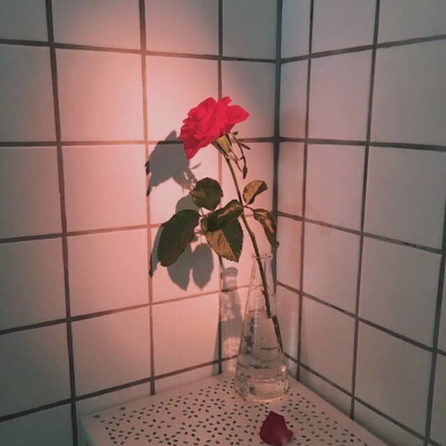 修剪盆栽方法：让您的绿植更具生机与活力
