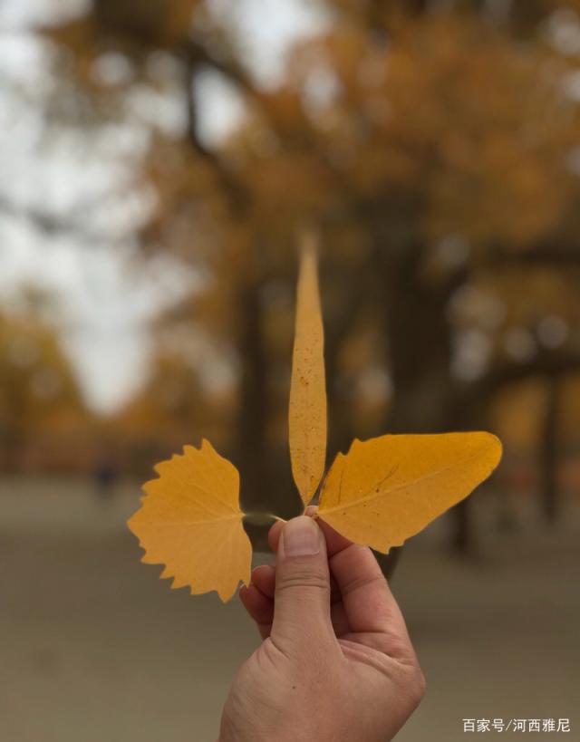 盆栽香蕉结果：家庭种植的甜蜜收获