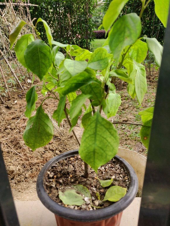 天竺葵的扦插方法：繁殖新植株的简易指南