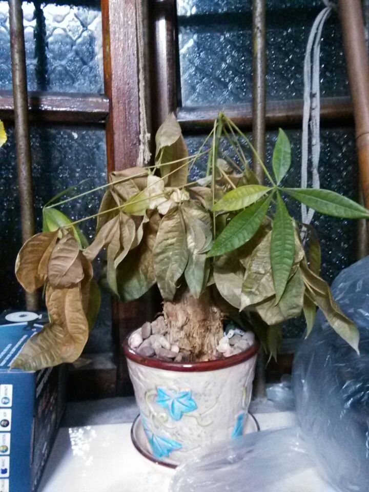 盆栽荔枝树：养护指南与种植技巧