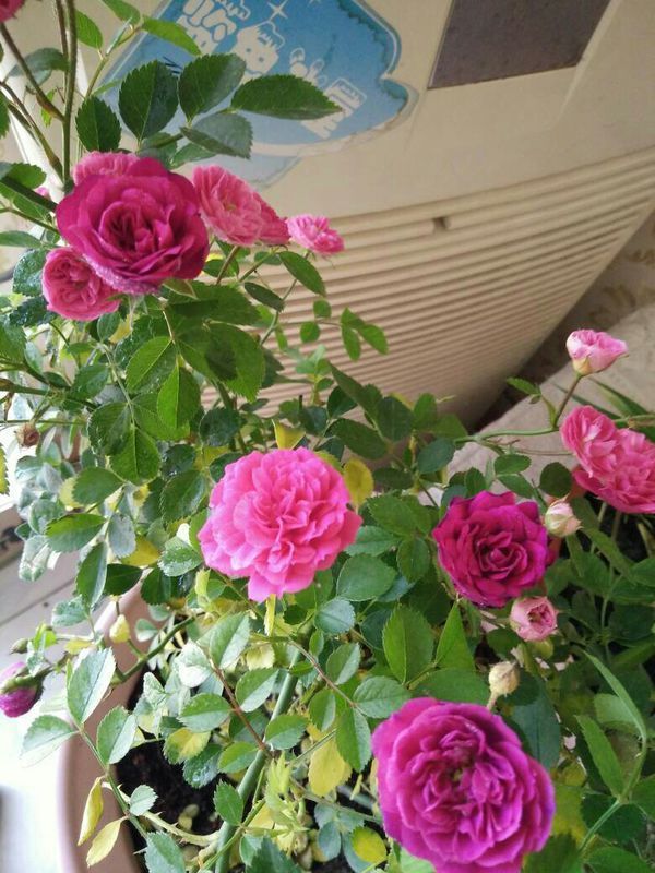 蒜苗盆栽季节：掌握最佳种植时机