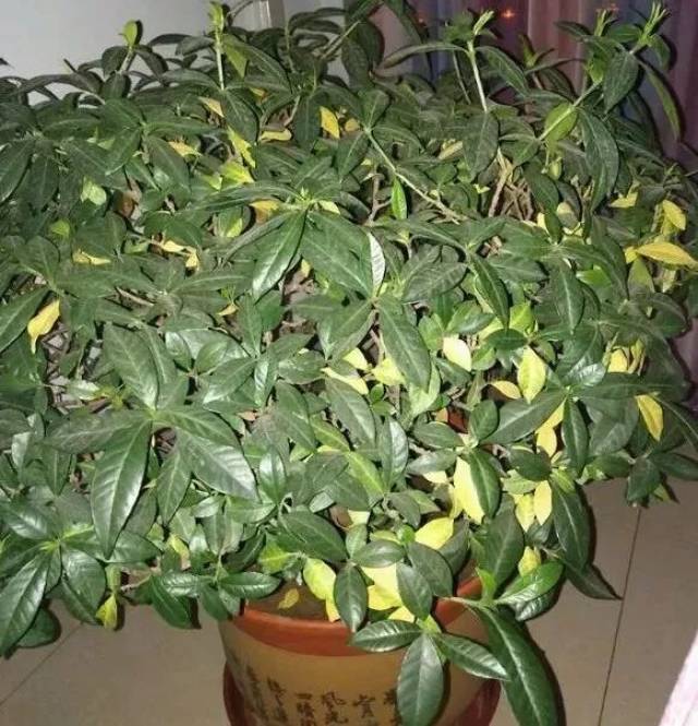 温棚 盆栽：打造室内绿色空间的秘密武器