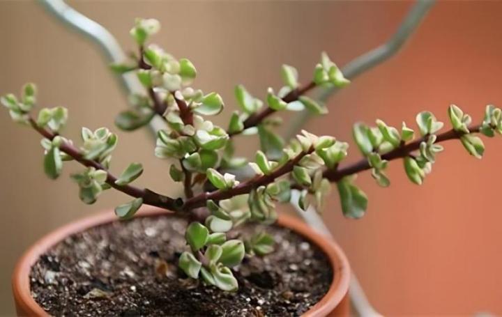 盆栽鸭脚木图片:探索家居绿植新宠 盆栽鸭脚木图片:探索家居绿植新宠