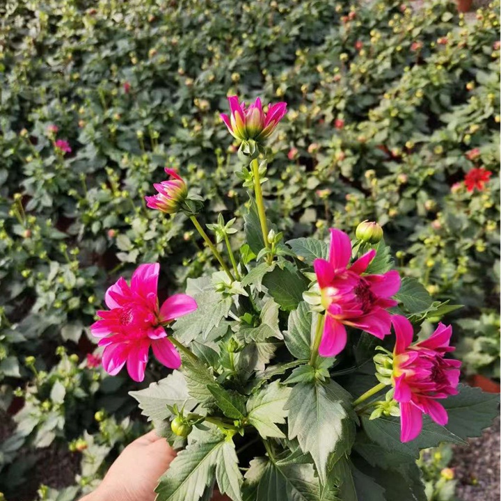 盆栽鸭脚木图片：探索家居绿植新宠